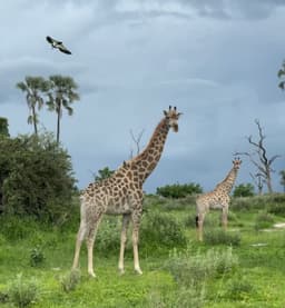 Safari Botswana